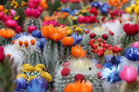 seng, blomsterfoto, kaktus, blomst, botanisk, ørken, saftige, torn, stikkende, blomstrende plante, plante, friskhed, selektiv fokusering, natur, multi farvet, skønhed i naturen, tæt på, vækst, skrøbelighed, blomsterhoved, ingen mennesker, sårbarhed, blomsterstand, dag, kronblad, udendørs, stor gruppe af objekter, variation, prydhave, blomsterseng, 5K, CC0, offentligt domæne, royaltyfrie