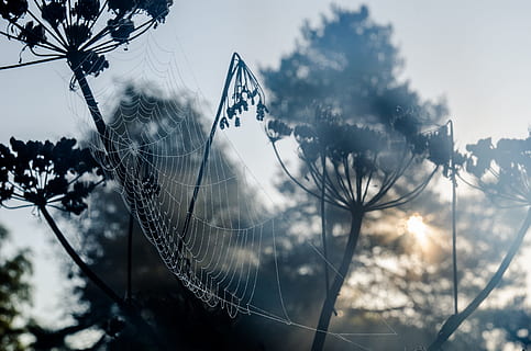 selective, focus photography, spider web, morgentau, network, cobweb, dew, plant, sun, tree, nature, focus on foreground, no people, close-up, fragility, sky, beauty in nature, silhouette, outdoors, vulnerability, day, growth, sunlight, cloud - sky, tranquility, back lit, sunset, 2K, CC0, public domain, royalty free
