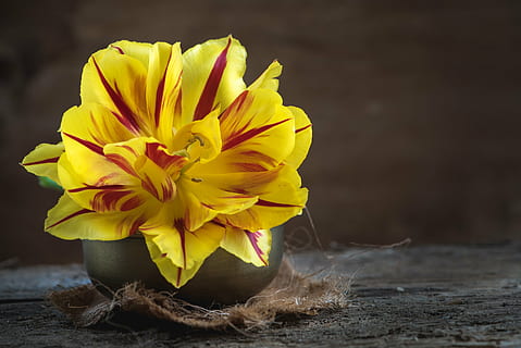 flach, fokus fotografie, Gelb, rot, Blume, Tulpe, blühen, Gelb Rot, Blütenblätter, öffnen, offene Blume, Frühlingsblume, schnittblume, rustikal, schließen, Stillleben, Blumen Fotografie, Natur, Holz - Material, Pflanze, Blütenblatt, Hintergründe, blühende Pflanze, Frische, Verletzlichkeit, Zerbrechlichkeit, Schönheit in der Natur, Nahansicht, Blütenkopf, Blütenstand, keine Leute, Fokus auf den Vordergrund, Tabelle, drinnen, selektiver Fokus, Blumenschmuck, Strauß, 2K, CC0, gemeinfrei, lizenzfrei