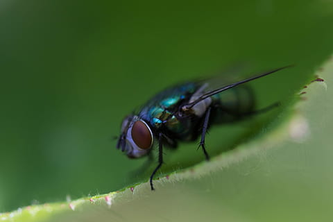 fliegen, Insekt, Natur, Flügel, schließen, Blatt, Grün, Makro, Schwebfliege, Sommer-, Insektenporträt, whopper, kleine Welt, Tier, ein Tier, Tierthemen, grüne Farbe, Tiere in freier Wildbahn, Tierwelt, wirbellos, Pflanzenteil, Nahansicht, Tierflügel, selektiver Fokus, keine Leute, extreme Nahaufnahme, Stubenfliege, Pflanze, Tierkörperteil, Tierauge, 1080P, CC0, gemeinfrei, lizenzfrei