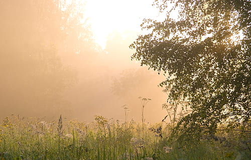 gylden, timers fotografering, grønn, gressfelt, sommer, landskap, bakgrunn, soloppgang, tåke, vakker, sol, natur, morgen, skjønnhet, tidlig, på tvers, disig, lys, årstid, tre, utendørs, tett, energi, skog, sesong, sollys, skygge, løvverk, rolig, glødende, stråle, skinner, Oppgradering, solstråle, bjørk, siberia, anlegg, skjønnhet i naturen, ro, rolig scene, miljø, himmel, naturskjønnhet - natur, vekst, ingen folk, ikke-urbane scene, land, mykhet, 5K, CC0, offentlig domene, opphavsrett gratis