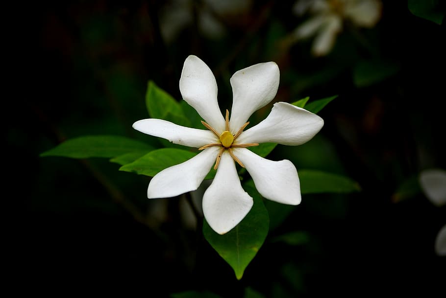hvid magnolia blomst, blomster, natur, blad, planter, gardenia, Republikken Korea, hvid blomst, blomst, blomstrende plante, plante, tæt på, friskhed, kronblad, skønhed i naturen, skrøbelighed, sårbarhed, hvid farve, blomsterstand, blomsterhoved, vækst, fokus på forgrunden, ingen mennesker, plante del, frangipani, udendørs, 4K
