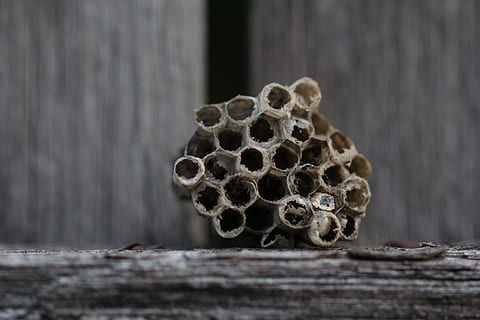grene, tæt på, tør, græs, gedehamse, insekter, natur, rede, det, hveps, ingen mennesker, træ - materiale, selektiv fokusering, dag, mønster, tekstureret, hvirvelløse, bikage, form, biavl, udendørs, dyre temaer, bikube, dyr i naturen, design, insekt, bi, 5K, CC0, offentligt domæne, royaltyfrie