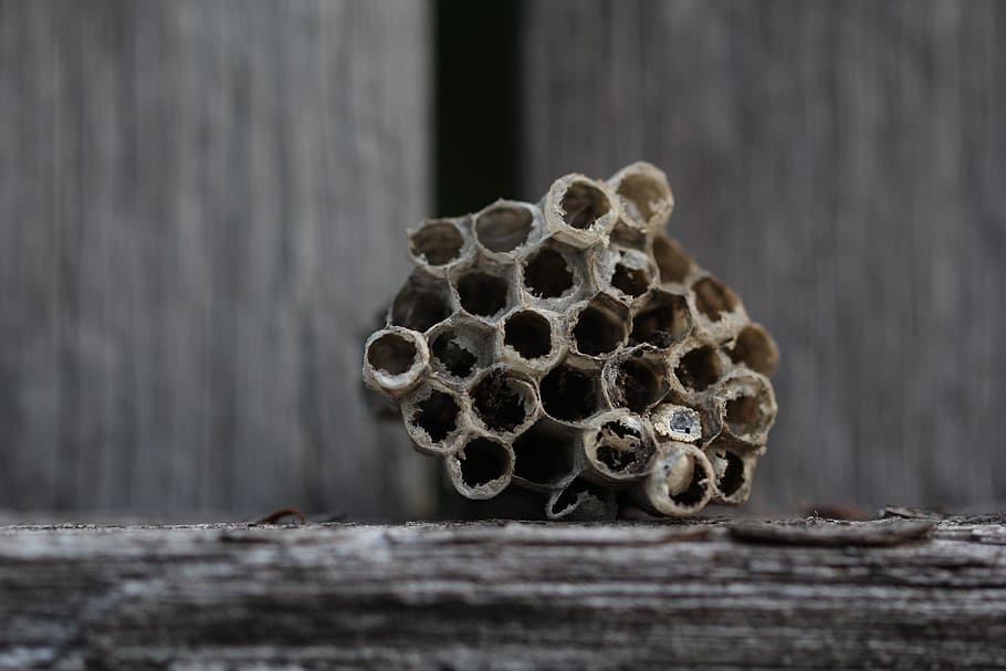 grene, tæt på, tør, græs, gedehamse, insekter, natur, rede, det, hveps, ingen mennesker, træ - materiale, selektiv fokusering, dag, mønster, tekstureret, hvirvelløse, bikage, form, biavl, udendørs, dyre temaer, bikube, dyr i naturen, design, insekt, bi, 5K