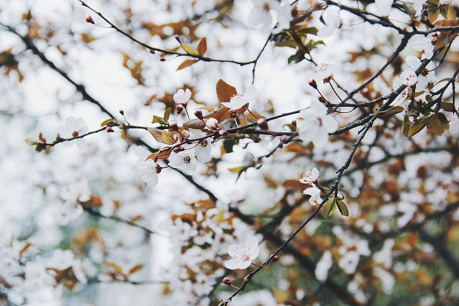 fotografia macro, blanc, flors, selectiu, foto del focus, flor petalada, cirerer, arbre, branca, flor, primavera, botànic, botànica, fullatge, flora, creixement, jardí, full, planta, branchlet, bellesa a la natura, fragilitat, centrar-se en primer pla, vulnerabilitat, planta amb flors, naturalesa, dia, Color blanc, cap gent, frescor, vista d’angle baix, a l'aire lliure, flor de cirerer, 5K