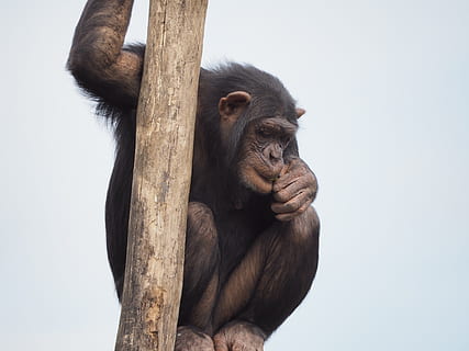 Brun, abe, træ, chimpanse, dyr, klatring, primat, pattedyr, dyreliv, et dyr, hvirveldyr, dyr i naturen, ingen mennesker, dag, natur, udendørs, sidder, gorilla, zoologi, planteædende, 4K, CC0, offentligt domæne, royaltyfrie