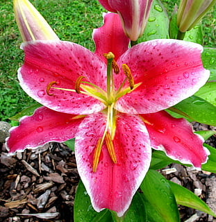 orientalsk, lilly, efter otte, blomstrende plante, plante, blomst, kronblad, sårbarhed, skønhed i naturen, friskhed, skrøbelighed, vækst, tæt på, blomsterstand, lyserød farve, blomsterhoved, natur, dag, pollen, ingen mennesker, lilje, blad, udendørs, regndråbe, 1080P, CC0, offentligt domæne, royaltyfrie