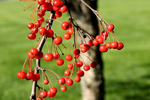 Winter, fallen, Herbst, Beeren, rote Beeren, Jahreszeit, saisonal, warme Farbe, rot, Essen und Trinken, Lebensmittel, Pflanze, Obst, gesundes Essen, Fokus auf den Vordergrund, Wachstum, Nahansicht, Beerenfrucht, Natur, Frische, keine Leute, Tag, Baum, reif, grüne Farbe, draußen, Wohlbefinden, hängend, 1080P, CC0, gemeinfrei, lizenzfrei