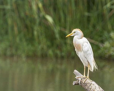 selektiv, Foto fokussieren, Rinderreiher Vogel hocken, Ast, Baum, Reiher, das Vieh, Vogel, Weiß, Afrika, Schnabel, Gefieder, Tier, Tiere in freier Wildbahn, Tierthemen, Tierwelt, ein Tier, Wirbeltier, hocken, Fokus auf den Vordergrund, keine Leute, Natur, Wasser, weiße Farbe, Tag, draußen, Seitenansicht, Pflanze, Profilansicht, 4K, CC0, gemeinfrei, lizenzfrei