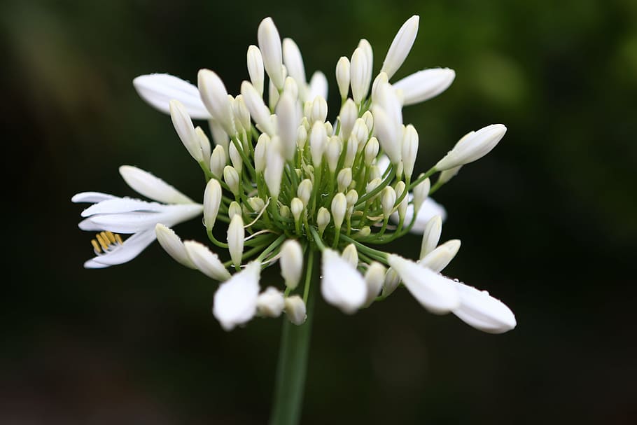 flor, ramson, espècia, primavera, menjar, natural, bosc, sòl del bosc, fragància, århus, risskov, coberta de terra, comestible løgblomst, olor d’all, gust, flor blanca, planta amb flors, frescor, planta, fragilitat, Color blanc, vulnerabilitat, bellesa a la natura, primer pla, pètal, creixement, centrar-se en primer pla, brot, naturalesa, cap gent, cap de flor, inflorescència, tija de la planta, enfocament selectiu, 5K