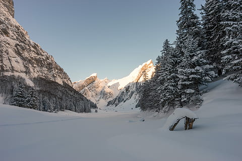 la neve, capped, montagna, alberi di pino, chiaro, blu, cielo, Alpi di montagna, foresta, alberi, inverno, temperatura fredda, scenics - natura, bellezza nella natura, albero, natura, pianta, congelato, ambiente, paesaggio, Colore bianco, la tranquillità, nessuno, scena tranquilla, terra, giorno, montagna innevata, albero di conifere, Pino, bosco di pini, 5K, CC0, dominio pubblico, privo di copyright