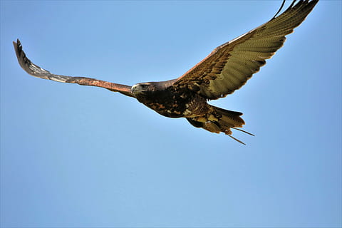 sort, Brun, ørn, grå buzzard ørn, fugl, dyreliv, natur, vild, musvåge, grå, bytte, raptor, høg, jæger, flyvningen, rovdyr, falk, rovfugl, flyvende, ørn - fugl, kødædende, dyr, dyr jagt, Hvidhovedet havørn, dyr i naturen, dyrefløj, dyre temaer, et dyr, himmel, skyfri himmel, hvirveldyr, spredte vinger, blå, dyr kropsdel, ingen mennesker, lav vinkel visning, dag, fuld længde, bevægelse, direkte under, 5K, CC0, offentligt domæne, royaltyfrie
