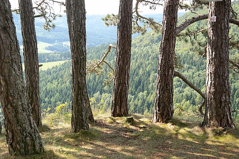 close-up photo, tall, trees, day time, pine, group, round, half circle, tree trunks, strains, viewpoint, wenzel stone, swabian alb, rock, balingen alb, zollernalb, alb eaves, idyll, summer day, hike, more, alb hike, excursion day, destination, tree, tree trunk, trunk, plant, tranquility, land, beauty in nature, tranquil scene, forest, growth, nature, day, no people, scenics - nature, non-urban scene, landscape, sunlight, outdoors, environment, remote, woodland, 5K, CC0, public domain, royalty free