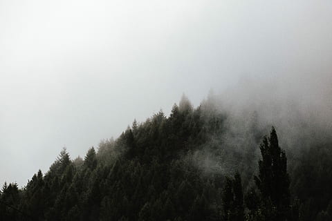 zelené lesní stromy, mlha, les, stromy, vrstva, borovice, strom, rostlina, krása v přírodě, klid, klidné scény, scenics - příroda, růst, nikdo, Příroda, přistát, mimoměstské scény, nebe, životní prostředí, den, studená teplota, zimní, venku, vždy zelený strom, jehličnatého stromu, borové lesy, 5K, CC0, veřejná doména, bez autorských práv