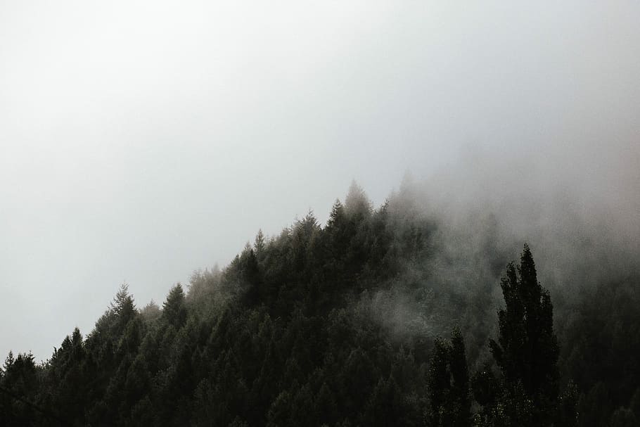 zelené lesní stromy, mlha, les, stromy, vrstva, borovice, strom, rostlina, krása v přírodě, klid, klidné scény, scenics - příroda, růst, nikdo, Příroda, přistát, mimoměstské scény, nebe, životní prostředí, den, studená teplota, zimní, venku, vždy zelený strom, jehličnatého stromu, borové lesy, 5K