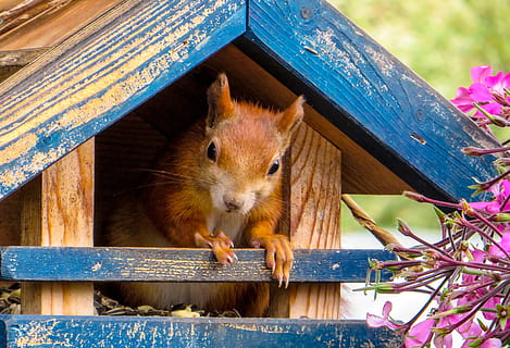 Brun, gnaver, træ-, pet hus, egern, nuttet, foder, nysgerrig, dyr, dyre temaer, pattedyr, dyreliv, et dyr, træ - materiale, ingen mennesker, tæt på, natur, dag, udendørs, dyr i naturen, hvirveldyr, blomst, spise, plante, bakkenbart, 2K, CC0, offentligt domæne, royaltyfrie