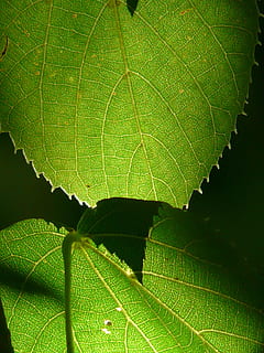 Linde, árbol, cerrar, macro, hojas verdes, hojas, verde, luz de fondo, linde de invierno, piedra linde, tilia cordata, tilia, planta de cal, tilioideae, malva, malváceas, hoja, color verde, de cerca, naturaleza, día, belleza en la naturaleza, parte de la planta, planta, crecimiento, vena de la hoja, nadie, patrón natural, al aire libre, frescura, antecedentes, fotograma completo, botánica, vulnerabilidad, fragilidad, hoja de arce, 2K, CC0, dominio público, libre de derechos