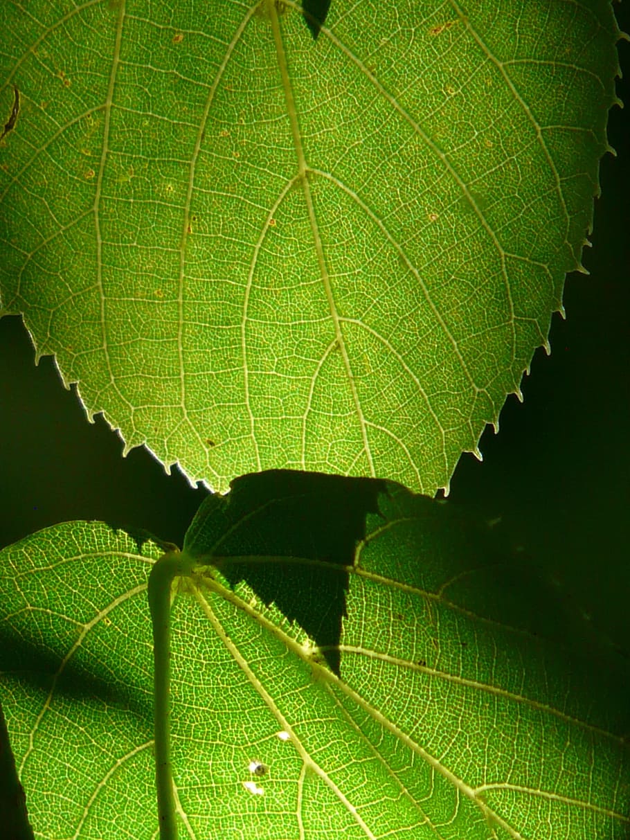 Linde, arbre, tancar, macro, fulles verdes, fulles, verd, llum de fons, Linde d'hivern, pedra linde, tilia cordata, tilia, planta de calç, tilioideae, malva, malvaceae, full, color verd, primer pla, naturalesa, dia, bellesa a la natura, part de la planta, planta, creixement, vena de la fulla, cap gent, patró natural, a l'aire lliure, frescor, fons, marc complet, botànica, vulnerabilitat, fragilitat, fulla d'auró, 2K