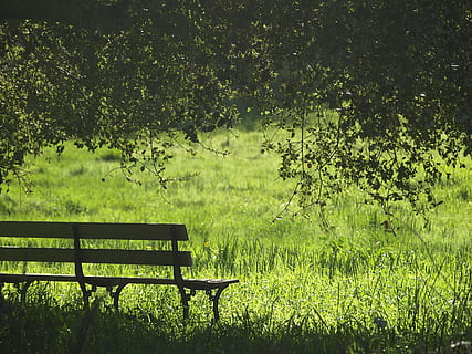 Marrone, nero, di legno, panchina, accanto, verde, erba, albero, Panchina di legno, erba verde, giorno, panchina del parco, natura, all'aperto, colore verde, parco - spazio creato dall'uomo, estate, legno - materiale, nessuno, foglia, paesaggio, scena tranquilla, bellezza nella natura, autunno, foresta, Paesaggi, pianta, posto a sedere, crescita, vuoto, terra, la tranquillità, fogliame, fogliame lussureggiante, campo, 2K, CC0, dominio pubblico, privo di copyright