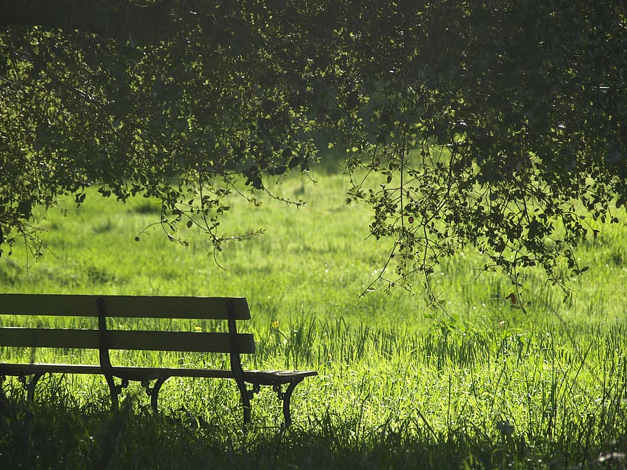 Marrone, nero, di legno, panchina, accanto, verde, erba, albero, Panchina di legno, erba verde, giorno, panchina del parco, natura, all'aperto, colore verde, parco - spazio creato dall'uomo, estate, legno - materiale, nessuno, foglia, paesaggio, scena tranquilla, bellezza nella natura, autunno, foresta, Paesaggi, pianta, posto a sedere, crescita, vuoto, terra, la tranquillità, fogliame, fogliame lussureggiante, campo, 2K