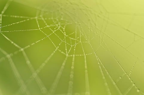 spindelvæv, natur, netværk, beaded, makro, fauna, dug, skrøbelighed, tæt på, ingen mennesker, sårbarhed, edderkoppespind, skønhed i naturen, grøn farve, dråbe, plante, mønster, blad, baggrunde, vand, naturligt mønster, plante del, vækst, våd, fuld ramme, udendørs, kompleksitet, regn, renhed, koncentriske, regndråbe, 4K, CC0, offentligt domæne, royaltyfrie