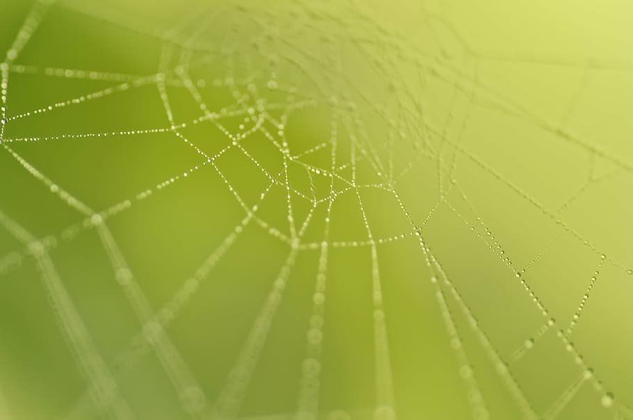 spindelvæv, natur, netværk, beaded, makro, fauna, dug, skrøbelighed, tæt på, ingen mennesker, sårbarhed, edderkoppespind, skønhed i naturen, grøn farve, dråbe, plante, mønster, blad, baggrunde, vand, naturligt mønster, plante del, vækst, våd, fuld ramme, udendørs, kompleksitet, regn, renhed, koncentriske, regndråbe, 4K