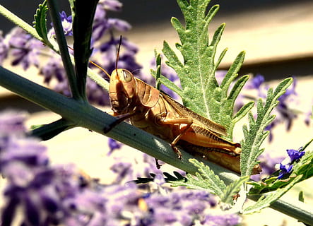 Marrone, cavalletta, verde, stelo, cicala, cricket, insetto, Cicadidae, fauna, le foglie, ramoscello, estate, sole, temi animali, animale, animali allo stato selvatico, fauna selvatica, un animale, invertebrato, pianta, pianta fiorita, fiore, avvicinamento, natura, nessuno, giorno, messa a fuoco selettiva, all'aperto, viola, concentrarsi sulle conoscenze acquisite, crescita, 1080P, CC0, dominio pubblico, privo di copyright