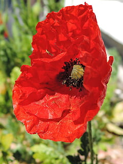 Mohn, Schraffur, Frühling, rot, Blume, Natur, Pflanze, Wachstum, blühende Pflanze, Blütenblatt, Verletzlichkeit, Zerbrechlichkeit, Schönheit in der Natur, Nahansicht, Blütenkopf, Frische, Blütenstand, Fokus auf den Vordergrund, Tag, keine Leute, wirbellos, draußen, Pollen, 1080P, CC0, gemeinfrei, lizenzfrei