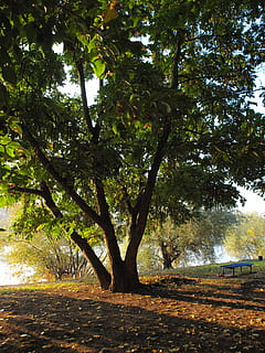 árbol, parque, principal, río, Morgenstimmung, banco, paisaje del rio, planta, crecimiento, tierra, tranquilidad, naturaleza, tronco de arbol, belleza en la naturaleza, el maletero, día, nadie, al aire libre, escena tranquila, campo, luz del sol, paisajes - naturaleza, rama, bosque, color verde, 2K, CC0, dominio público, libre de derechos