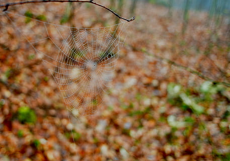 web, bosc, primavera, serenitat, fragilitat, teranyina, naturalesa, primer pla, centrar-se en primer pla, cap gent, planta, temes d'animals, vulnerabilitat, a l'aire lliure, dia, animal, arbre, atrapat, tardor, terra, bellesa a la natura, enfocament selectiu, tranquil·litat, 4K, CC0, domini públic, lliure de regalies
