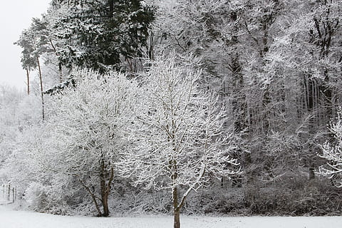 bomen, sneeuw, winter, koude, rust uit, winters, boom, fabriek, koude temperatuur, land-, kalmte, schoonheid in de natuur, natuur, geen mensen, rustige scène, Bos, dag, bevroren, aan het bedekken, scenics - natuur, groei, witte kleur, tak, buitenshuis, sneeuwen, naaldboom, dennenbos, 5K, CC0, publiek domein, royaltyvrij