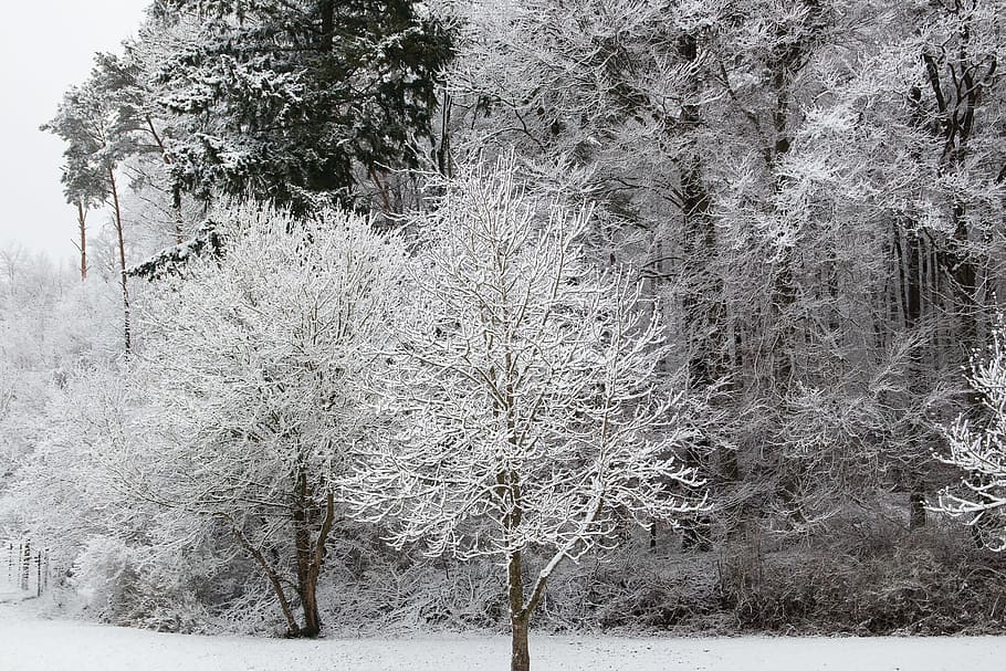 træer, sne, vinter, kold, hvile, vinterlige, træ, plante, kold temperatur, jord, ro, skønhed i naturen, natur, ingen mennesker, rolig scene, Skov, dag, Frosset, dækker, scenics - natur, vækst, hvid farve, afdeling, udendørs, sner, nåletræ, fyrreskov, 5K