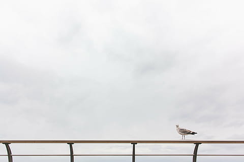white, bird, rail, grey, gull, perching, metal, balustrade, daytime, seagull, animals, railing, sky, clouds, cloud, one animal, day, animal themes, no people, animal wildlife, animals in the wild, outdoors, animal, vertebrate, cloud - sky, low angle view, copy space, nature, white color, architecture, full length, 5K