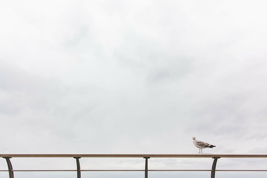blanc, ocell, rail, gris, gavina, posat, metall, balustrada, durant el dia, animals, barana, cel, núvols, núvol, un animal, dia, temes d'animals, cap gent, fauna animal, animals a la natura, a l'aire lliure, animal, vertebrats, núvol - cel, vista d’angle baix, còpia espai, naturalesa, Color blanc, arquitectura, longitud completa, 5K