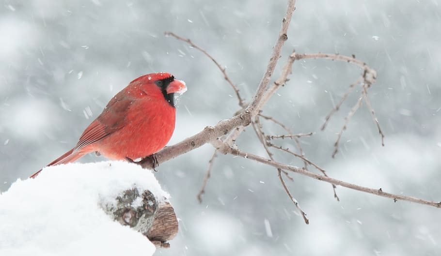 vermell, ocell, camp de neu, cardenal, neu, temperatura de fred, hivern, animals a la natura, temes d'animals, posat, animal, vertebrats, arbre, fauna animal, branca, cardenal - ocell, un animal, naturalesa, planta, bellesa a la natura, cap gent, nevar, vent de neu, 2K