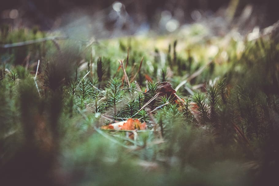 verde, pianta, giorno, muschio, foresta, terra, erba, autunno, sottobosco, foglia, Marrone, messa a fuoco selettiva, natura, crescita, nessuno, colore verde, avvicinamento, all'aperto, albero, cibo, cibo e bevande, bellezza nella natura, verdura, ambiente, la tranquillità, campo, albero di conifere, 4K