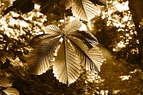 træ, kastanjetræ, afdeling, blad, kastanjeblad, blade, løv, natur, parkere, sollys, baggrundsbelysning, sepia, plante, fokus på forgrunden, ingen mennesker, tæt på, lav vinkel visning, vækst, plante del, dag, udendørs, skønhed i naturen, selektiv fokusering, jul, belyst, juletræ, grøn farve, palmblad, 4K, CC0, offentligt domæne, royaltyfrie