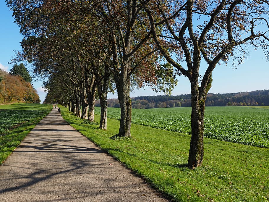 ถนน, ต้นไม้, ไป, เดินเล่น, sankt johann, ธรรมชาติ, ฉากชนบท, ภูมิประเทศ, กลางแจ้ง, สีเขียว, scenics, ฟุตบาท, หญ้า, สนาม, ท้องฟ้า, ฉากที่ไม่ใช่ในเมือง, ภูมิทัศน์, ฤดูร้อน, ปลูก, ทางข้างหน้า, ทิศทาง, ความเงียบสงบ, ที่ดิน, ฉากที่เงียบสงบ, วัน, ความงามในธรรมชาติ, การเจริญเติบโต, ไม่มีคน, มุมมองลดลง, เงา, treelined, 4K