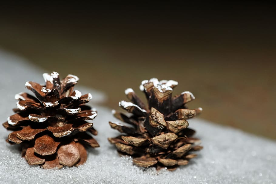 pinecones, ฤดูหนาว, ธรรมชาติ, ใกล้ชิด, ไม่มีคน, อาหารและเครื่องดื่ม, สีน้ำตาล, อาหาร, โคนต้นสน, ตาราง, ความสด, ยังมีชีวิตอยู่, ในบ้าน, เลือกโฟกัส, สตูดิโอยิง, แห้ง, ส่วนผสม, มุ่งเน้นไปที่เบื้องหน้า, กลุ่มวัตถุขนาดใหญ่, รับประทานอาหารเพื่อสุขภาพ, คุณภาพชีวิต, ไม้ - วัสดุ, ต้นสน, ต้นไม้ต้นสน, 2K