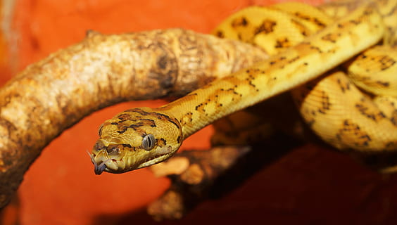 beige, brown, snake, reptile, python, diamond python, carpet python, constrictor, animal world, beautiful, australia, scale, close, pattern, eye, portrait, animal, graceful, colorful, curious, exotic, non toxic, terrarium, carnivores, snake wildlife, nature, exot, caramel colors, animal themes, close-up, yellow, one animal, focus on foreground, food and drink, no people, animal wildlife, indoors, food, vertebrate, day, animals in the wild, animal body part, selective focus, poisonous, animal head, animal scale, 2K, CC0, public domain, royalty free