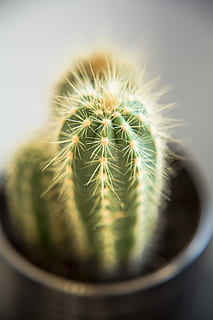 cactus, macro, suculent, detall, cactae, planta, sec, desert, tancar, agulla, cactàcies, tropical, picant, espina, primer pla, espigada, cap gent, planta suculenta, planta en test, color verd, creixement, agut, bellesa a la natura, naturalesa, enfocament selectiu, centrar-se en primer pla, a l'interior, dia, patró natural, signe, clima àrid, 5K, CC0, domini públic, lliure de regalies