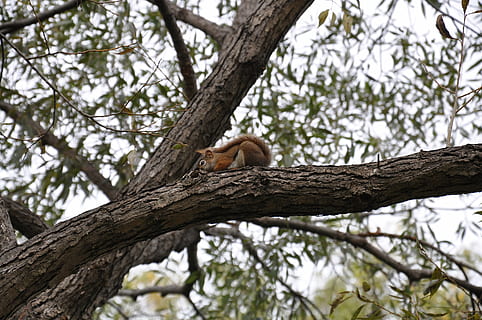 squirrel, tree, park, plant, branch, low angle view, animal themes, animal, animal wildlife, animals in the wild, one animal, nature, vertebrate, focus on foreground, no people, day, trunk, mammal, tree trunk, outdoors, selective focus, 4K, CC0, public domain, royalty free