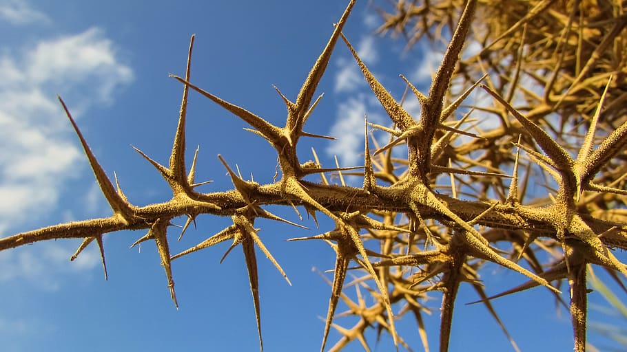 espines, agut, planta, naturalesa, dolorós, Espiga, cel, cap gent, blau, dia, a l'aire lliure, animal, primer pla, vista d’angle baix, arbre, temes d'animals, núvol - cel, terra, bellesa a la natura, centrar-se en primer pla, tranquil·litat, medi ambient, llum solar, menjar, clima àrid, 4K