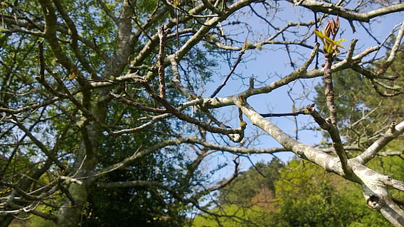 Branches, Tree, Branch, Leaves, trees, nature, green, trunk, leaf, plant, outbreak, forest, mountain, brown, galicia, day, outdoors, no people, low angle view, growth, tranquility, sky, beauty in nature, green color, land, sunlight, plant part, focus on foreground, tree trunk, tree canopy, 2K, CC0, public domain, royalty free