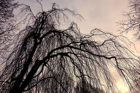 sepia, photography, worm-eye, view, tree, willow, tree top, branch, bare branch, tangle of branches, winter tree, skeletal tree, plant, sky, bare tree, low angle view, no people, beauty in nature, nature, silhouette, tranquility, outdoors, tree trunk, trunk, sunset, day, scenics - nature, forest, growth, spooky, woodland, tree canopy, 4K, CC0, public domain, royalty free