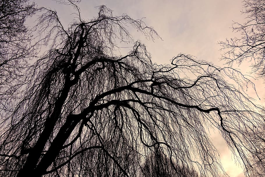 sèpia, fotografia, ull de cuc, vista, arbre, salze, arbre superior, branca, branca nu, embolic de branques, arbre d’hivern, arbre esquelètic, planta, cel, arbre nu, vista d’angle baix, cap gent, bellesa a la natura, naturalesa, silueta, tranquil·litat, a l'aire lliure, tronc de l'arbre, tronc, posta de sol, dia, escenics - natura, bosc, creixement, fantasmal, copa de l'arbre, 4K