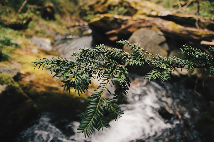 selektiv, fokus fotografie, Blätter, Fluss, Grün, blätterte, Pflanze, neben, Wasserströmung, Strom, Rock, Baum, Stein, Wachstum, Schönheit in der Natur, keine Leute, grüne Farbe, Natur, Nahansicht, Tag, selektiver Fokus, Fokus auf den Vordergrund, Ruhe, draußen, Rock - Objekt, solide, Blatt, Ast, Pflanzenteil, Nadelbaum, Kiefer, Nadel - Pflanzenteil, Tannenbaum, Flechte, 5K