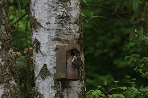 træ, bark, natur, stamme, Kleiber, nesting kasse, log, birk, fugl, plante, bagagerum, træstamme, fokus på forgrunden, vækst, dyre temaer, ingen mennesker, dyr, dag, tæt på, Skov, dyr i naturen, udendørs, hvirveldyr, dyreliv, jord, et dyr, pattedyr, 5K, CC0, offentligt domæne, royaltyfrie