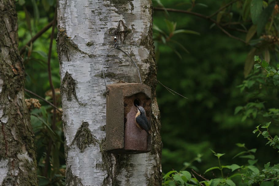 arbre, fusta, escorça, naturalesa, tribu, kleiber, caixa niu, registre, bedoll, ocell, planta, tronc, tronc de l'arbre, centrar-se en primer pla, creixement, temes d'animals, cap gent, animal, dia, primer pla, bosc, animals a la natura, a l'aire lliure, vertebrats, fauna animal, terra, un animal, mamífer, 5K
