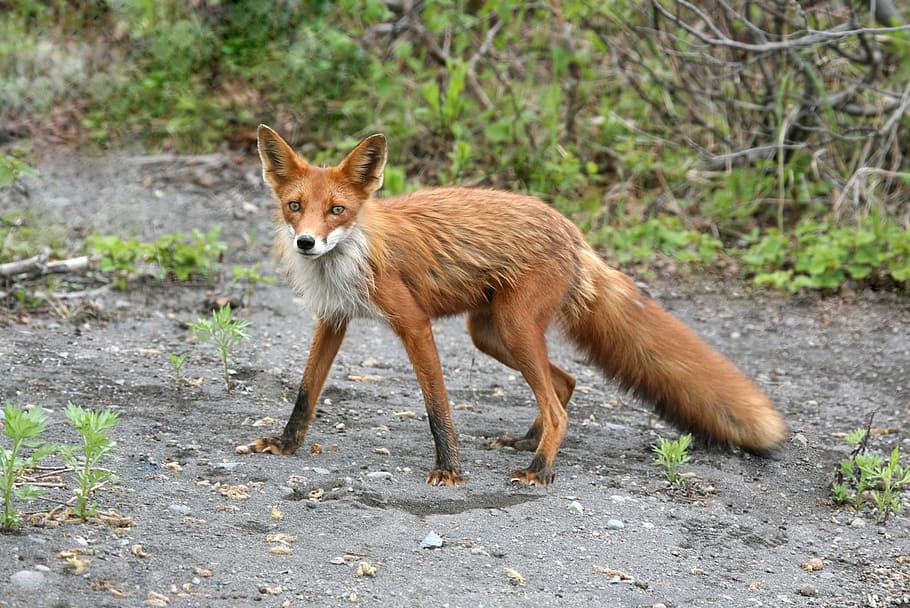 superficiale, fotografia a fuoco, Marrone, Volpe, giorno, Volpe rossa, falena, animale selvatico, predatore, animale, incontro, foresta, strada, fauna selvatica, un animale, animali allo stato selvatico, all'aperto, guardando la fotocamera, temi animali, mammifero, nessuno, vertebrato, natura, terra, ritratto, in piedi, lunghezza intera, albero, pianta, invisibile, 1080P